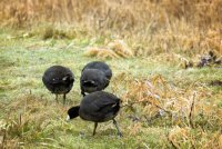 3-coots.jpg