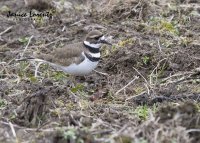 Kildeer.jpg