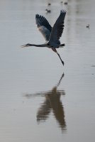 BH2_7890.JPG
