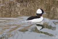 Bufflehead.jpg