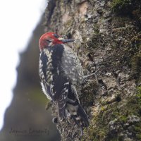 Red Breasted Sapsucker.jpg