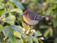 1-16-2013 m ruby-crowned kinglet_8413.JPG