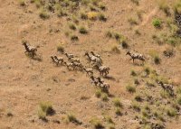 09-06-01-0073 sheep kids.jpg