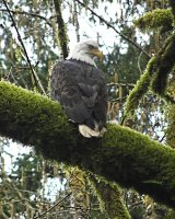 Bald Eagle lo res.jpg