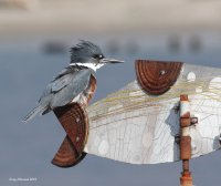 3-7-2013 fm kingfisher edmonds_9478.JPG