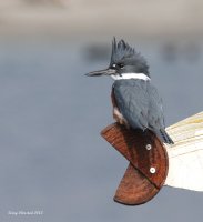 3-7-2013 fm kingfisher edmonds_9469JPG.JPG