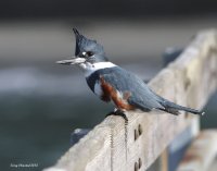 3-7-2013 fm kingfisher edmonds_9484.JPG