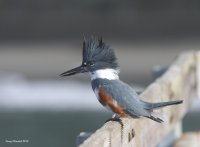 3-7-2013 fm kingfisher edmonds_9487.JPG