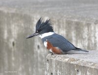 3-7-2013 fm kingfisher edmonds_9518.JPG