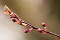 flowering-plum-buds.jpg