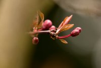 plum-buds.jpg
