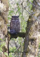 Owl w lunch.jpg
