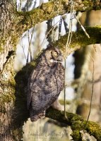 Sunset Owl.jpg