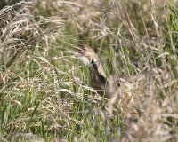 Bittern.jpg Bittern.jpg