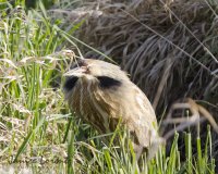 Bittern 4.jpg Bittern 4.jpg