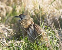 Bittern 1.jpg Bittern 1.jpg