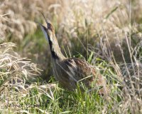 Bittern 3.jpg Bittern 3.jpg