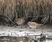 4-6-2013 Wilsons Snipe Marsh_4214.JPG