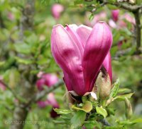 tulip-tree-tulip.jpg