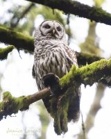Owl and Mole.jpg