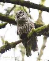 Owl and Mole 2.jpg