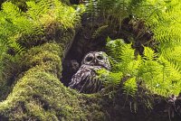 Barred Owl.jpg