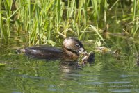 Grebe n Frog.jpg
