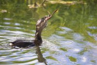 Frogs legs.jpg