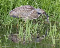 Bittern and tadpole.jpg