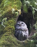 Tired hooter cropped.jpg