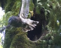 Flew the coop.jpg