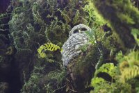 Little owlet.jpg