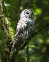 Momma Owl.jpg