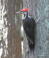 5-10-2013 male pileated pine ridge park_6838.JPG
