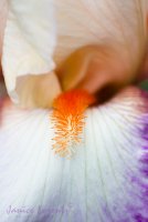bearded Iris.jpg bearded Iris.jpg