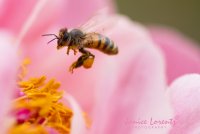 Bee.jpg Bee.jpg