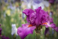 Lone Iris.jpg Lone Iris.jpg