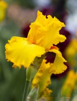 Mellow Yellow.jpg Mellow Yellow.jpg
