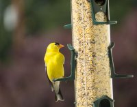 Goldfinch.jpg
