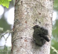 5-17-2013 baby male hairy fledging_7576red.JPG