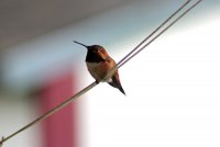 hummy-on-a-wire.jpg