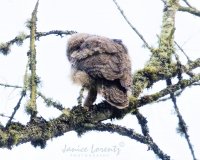 GHO Owlet.jpg GHO Owlet.jpg