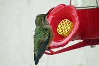 hummy-at-the-feeder.jpg
