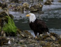 5-24-2013 bald eagle seabeck_1997email.JPG