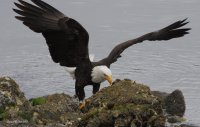 5-24-2013 bald eagle seabeck_1984email.JPG