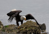 5-24-2013 bald eagle seabeck_1985email.JPG