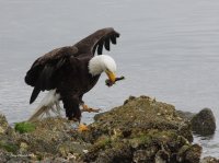 5-24-2013 bald eagle seabeck_1976email.JPG