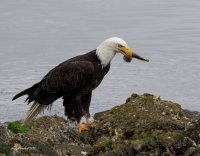 5-24-2013 bald eagle seabeck_1979email.JPG
