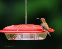 5-26-2013 male rufous on feeder _8670.JPG
