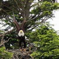 5-26-2013 adult eagle leaving nest_8976email.JPG